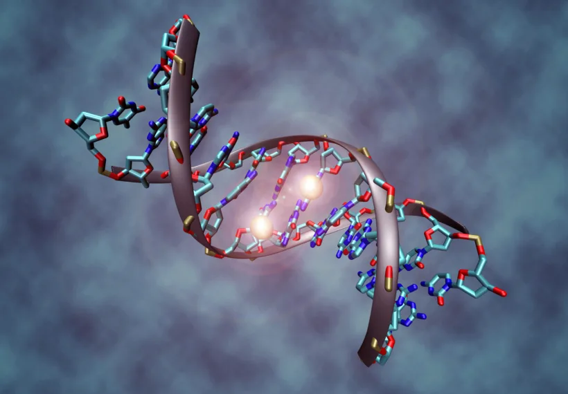This image shows a DNA molecule that is methylated on both strands on the center cytosine. DNA methylation plays an important role for epigenetic gene regulation in development and cancer. [Details: The picture shows the crystal structure of a short DNA helix with sequence "accgcCGgcgcc", which is methylated on both strands at the center cytosine. The structure was taken from the Protein Data Bank (accession number 329D), rendering was performed with VMD (Visual Molecular Dynamics rendering program) and post-processing was done in Photoshop.