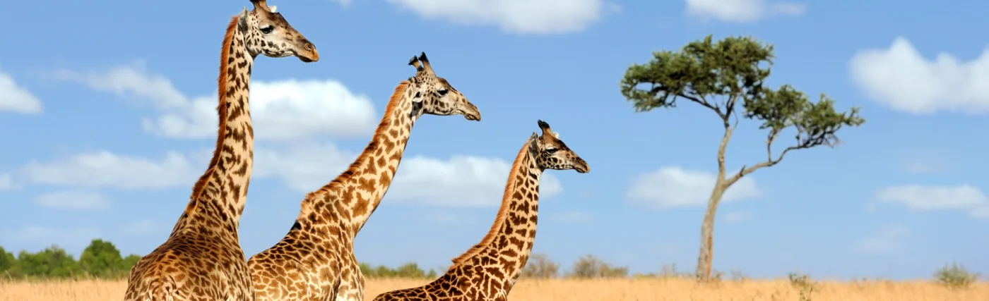 A group of giraffe in the Masai Mara National Park.