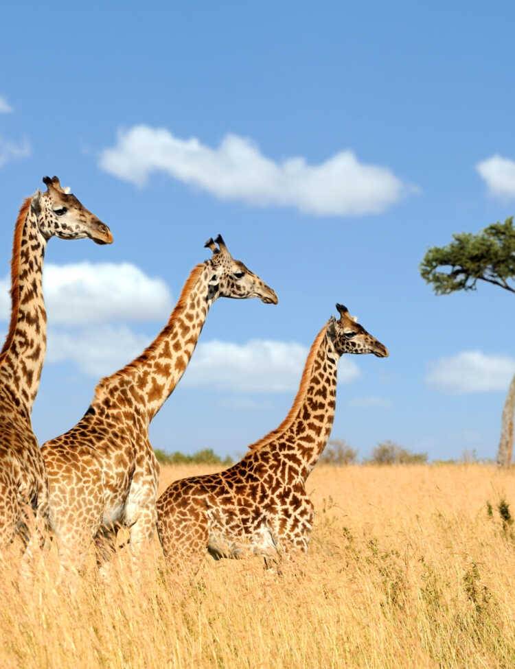 A group of giraffe in the Masai Mara National Park.