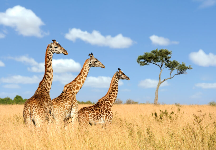 A group of giraffe in the Masai Mara National Park.