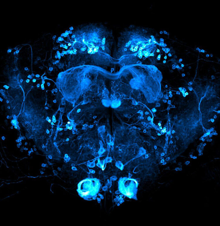 Brain of Drosophila melanogaster with reward neurons (0104-Gal4 driver) highlighted