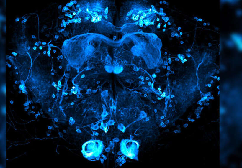 Brain of Drosophila melanogaster with reward neurons (0104-Gal4 driver) highlighted