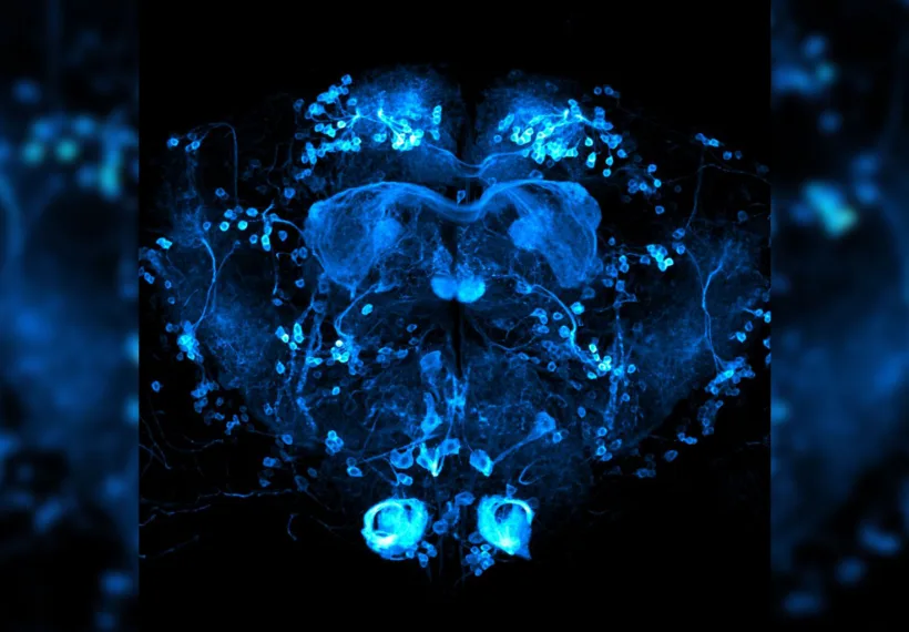 Brain of Drosophila melanogaster with reward neurons (0104-Gal4 driver) highlighted