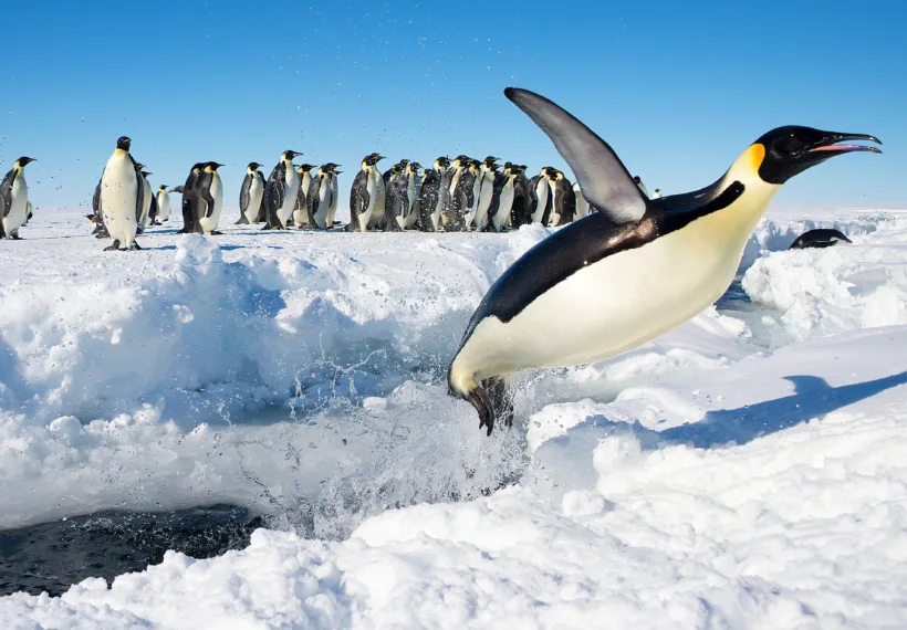 An Emperor Penguin (Aptenodytes forsteri) in Antarctica jumping out of the water.