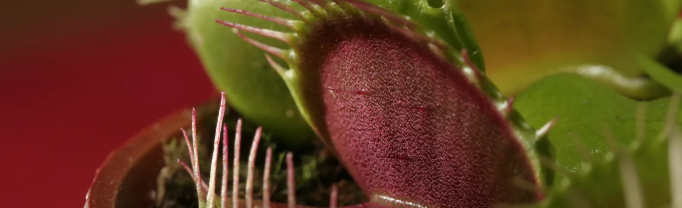 Trap of Dionaea muscipula