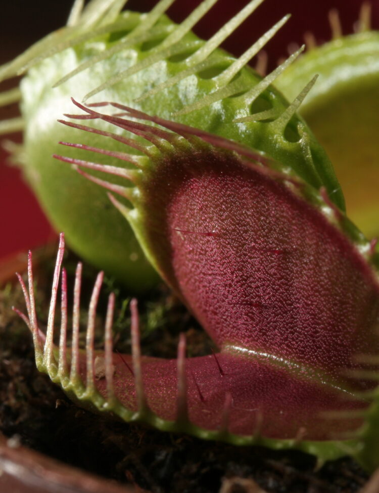 Trap of Dionaea muscipula