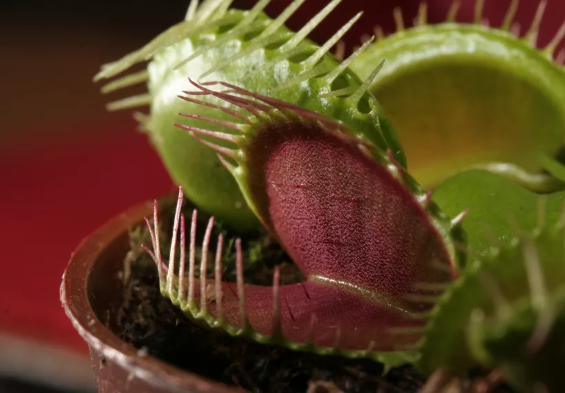 Trap of Dionaea muscipula