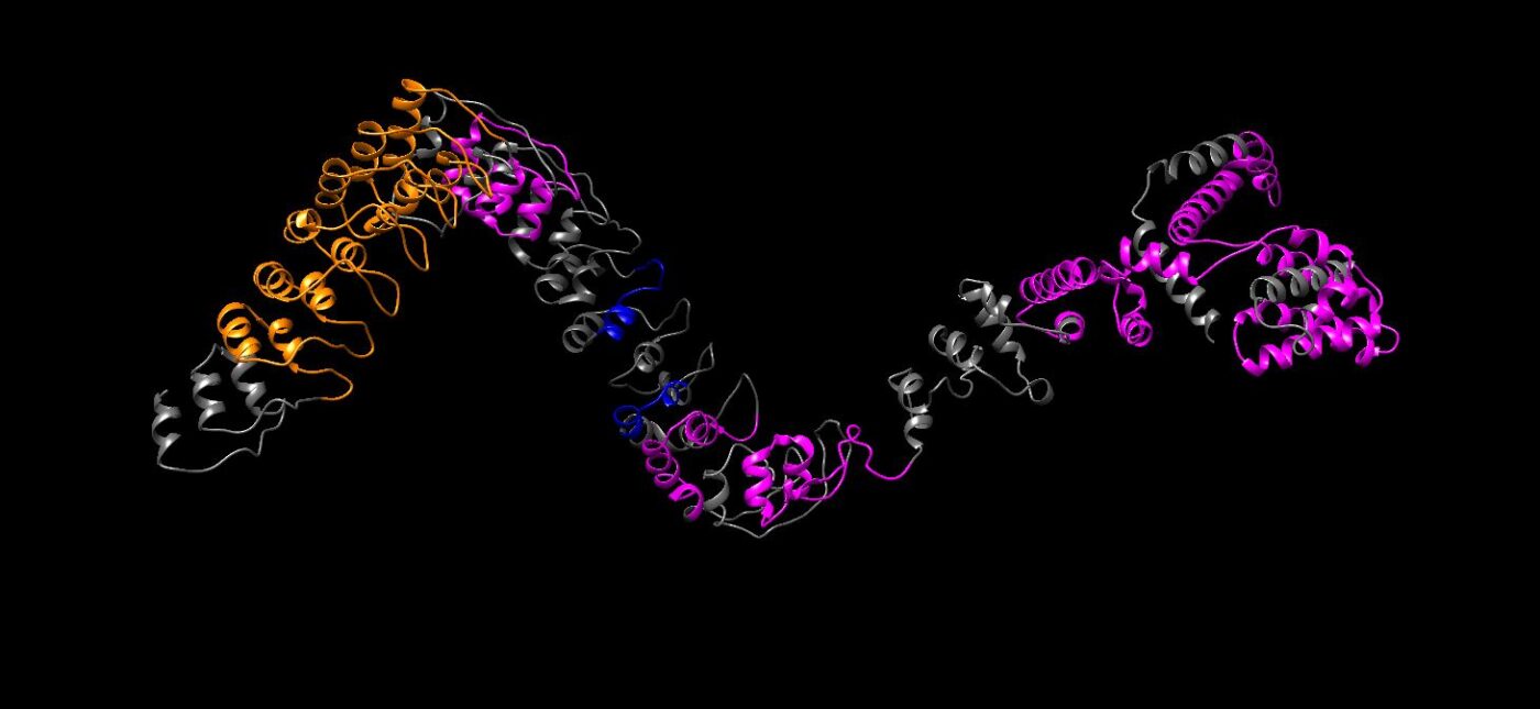 isualized ANKRD35 structure