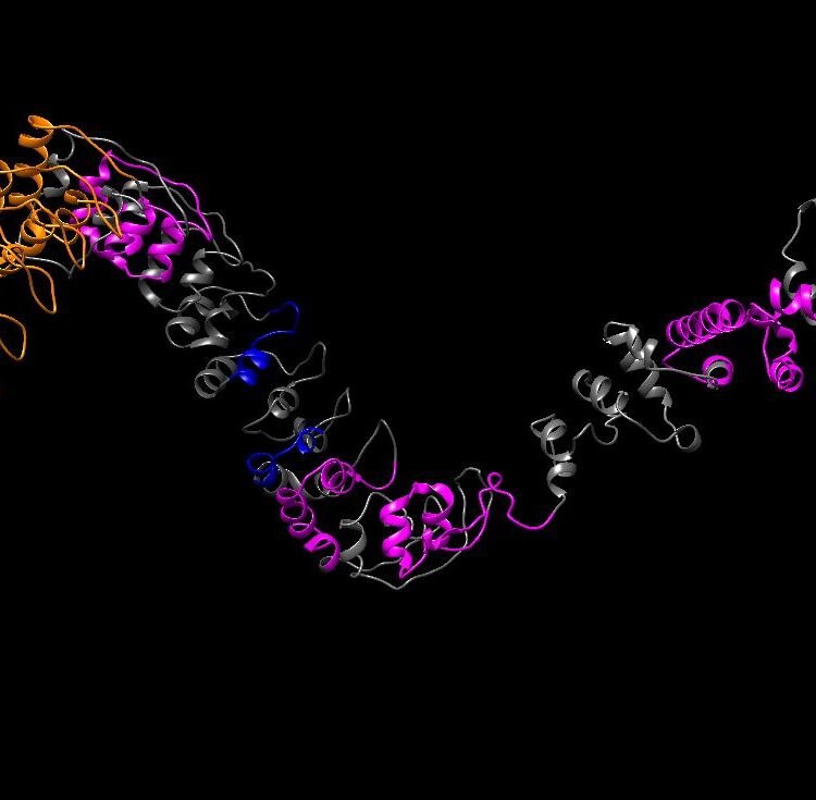 isualized ANKRD35 structure