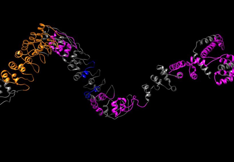 isualized ANKRD35 structure