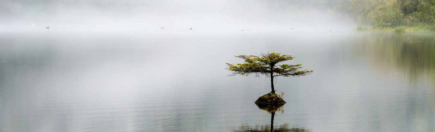 Lonely coast Douglas-fir at Fairy lake. Tiny tree is growing on a submerged log. Vancouver island, BC, Canada.