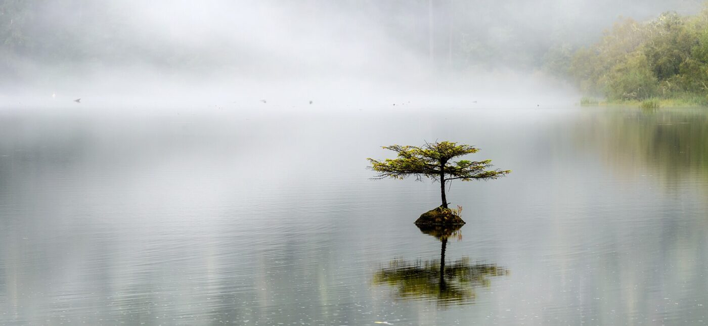 Lonely coast Douglas-fir at Fairy lake. Tiny tree is growing on a submerged log. Vancouver island, BC, Canada.