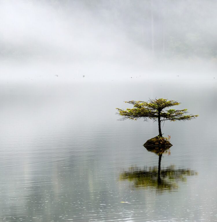 Lonely coast Douglas-fir at Fairy lake. Tiny tree is growing on a submerged log. Vancouver island, BC, Canada.