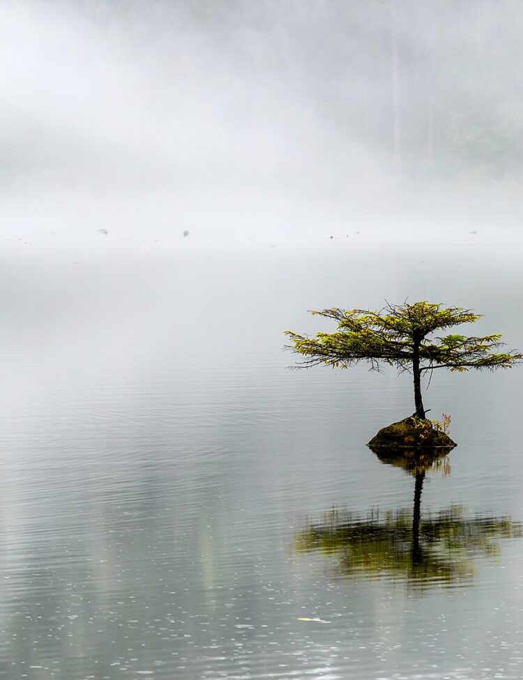 Lonely coast Douglas-fir at Fairy lake. Tiny tree is growing on a submerged log. Vancouver island, BC, Canada.