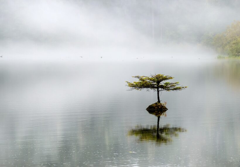 Lonely coast Douglas-fir at Fairy lake. Tiny tree is growing on a submerged log. Vancouver island, BC, Canada.