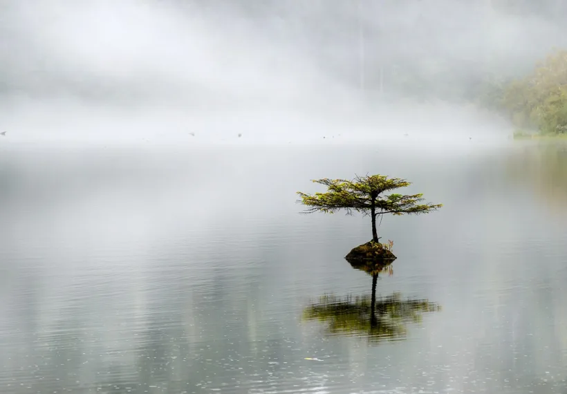 Lonely coast Douglas-fir at Fairy lake. Tiny tree is growing on a submerged log. Vancouver island, BC, Canada.