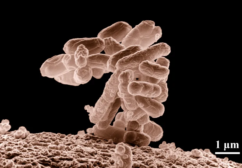 Low-temperature electron micrograph of a cluster of E. coli bacteria, magnified 10,000 times. Each individual bacterium is oblong shaped.