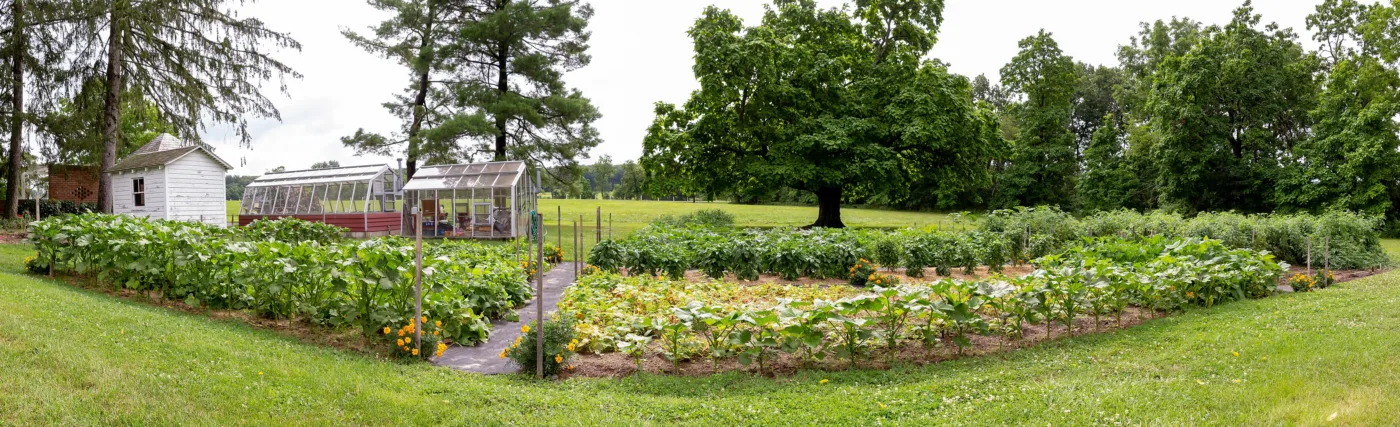 A panoramic view of garden plots with plants growing in front of two greenhouses.