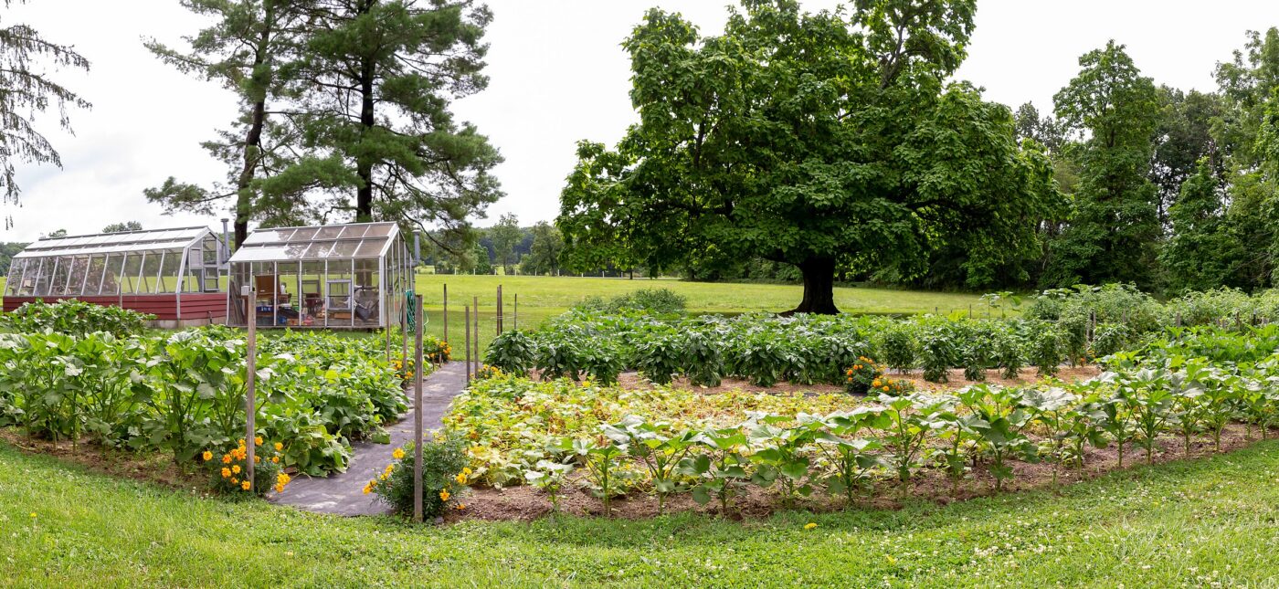 A panoramic view of garden plots with plants growing in front of two greenhouses.