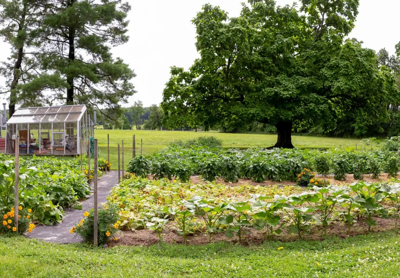 A panoramic view of garden plots with plants growing in front of two greenhouses.