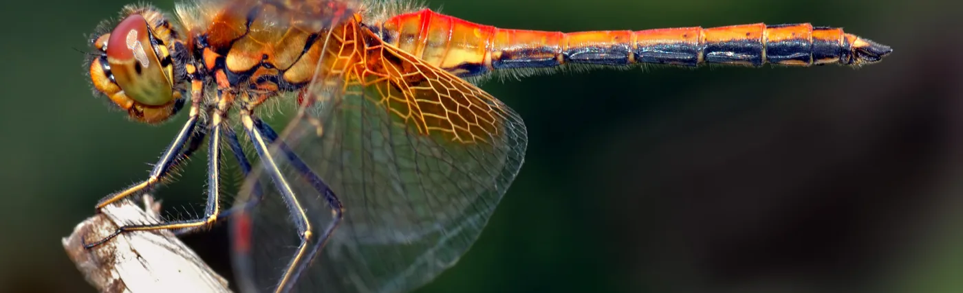 This image shows an about 1.6 inch (4 cm) large male Yellow-winged Darter (Sympetrum flaveolum) from the side.