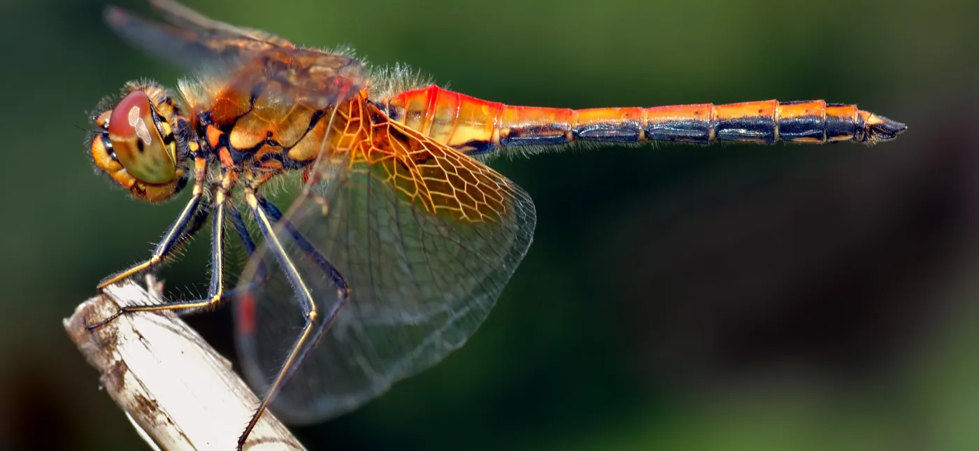 This image shows an about 1.6 inch (4 cm) large male Yellow-winged Darter (Sympetrum flaveolum) from the side.