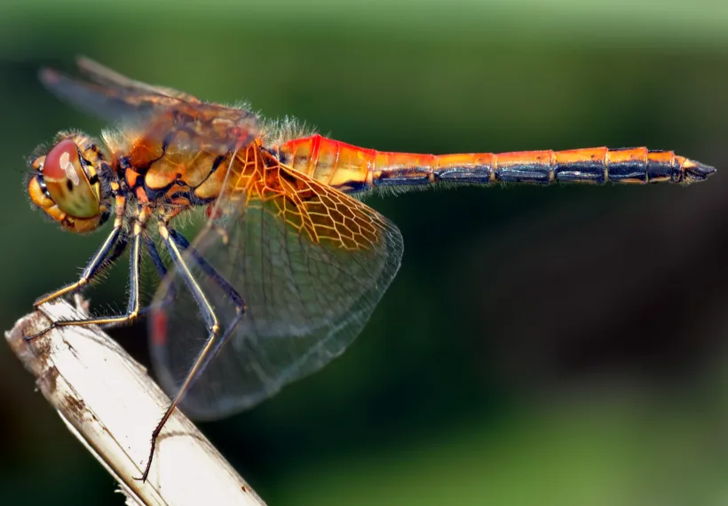This image shows an about 1.6 inch (4 cm) large male Yellow-winged Darter (Sympetrum flaveolum) from the side.
